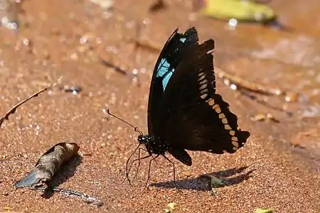 in the Kakamega Forest, Kenya