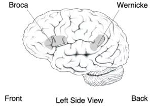 Approximate location of Broca's area highlighted in gray.