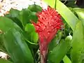 A bromeliad