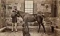 Brooks Adams with horse and dog, photograph by Marian Hooper Adams, ca. 1883.