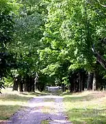 Maple lane.  The trees supply sap for the sugaring every winter