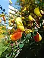 Broom, Cytisus scoparius hybrid, naturalised