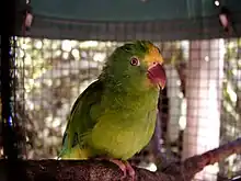 Tui parakeet(B. sanctithomae)