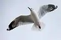 Brown-headed gull in flight - Bang Pu, Samut Prakan, Thailand