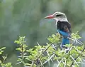 Brown-hooded kingfisher