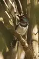 Brown-throated wattle-eye, Gambia