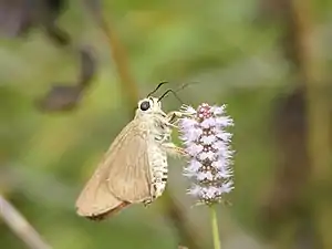 Ventral view