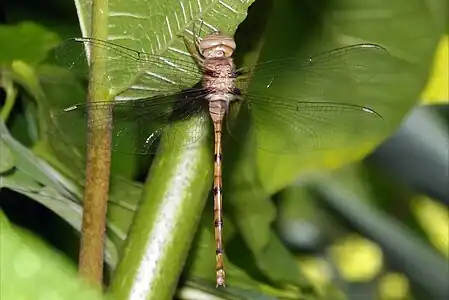 Young female