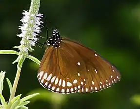 Ventral view