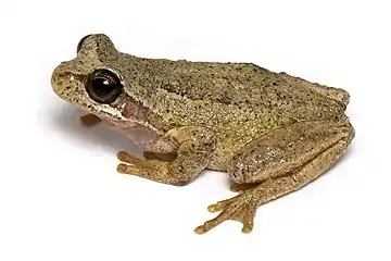 Image 13Southern brown tree frogPhotograph: JJ HarrisonThe southern brown tree frog (Litoria ewingii) is a species of tree frog native to Australia found in a wide range of habitats. Reaching 45 millimetres (1.8 in), this species is generally brown, but green and green-striped morphs are also recorded.More selected pictures