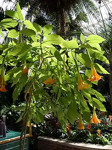 Brugmansia 'Feingold'