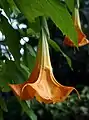 Brugmansia hybrid flower