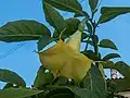 Brugmansia, Nafpaktos, Northern Greece