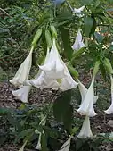 Habit of Brugmansia suaveolens