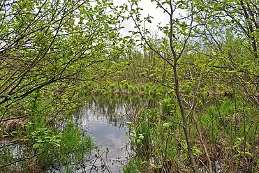 Alder-lined upper reach of the Bois Brule River