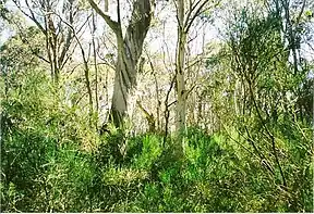 Snow Gums at Brumlow Tops summit, elevation 1586 metres, the highest point in northern New South Wales