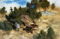 Eagle hunting hare, 1924