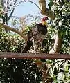 Australian brushturkey (front view)