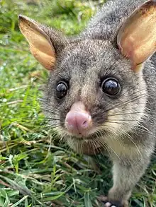 Brushtail possum