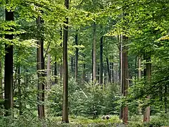 Image 6Even, dense old-growth stand of beech trees (Fagus sylvatica) prepared to be regenerated by their saplings in the understory, in the Brussels part of the Sonian Forest. (from Forest)