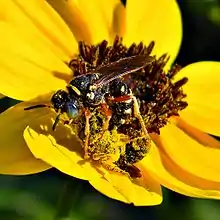 Philanthus sp. capturing prey