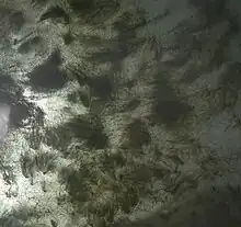 Bryopsis in a reef aquarium