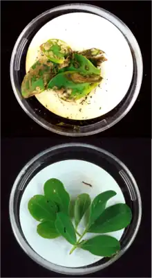 Image 10Bt-toxins in genetically modified peanut leaves (bottom) protect from damage by corn borers (top). (from History of agriculture)