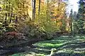 Giessenbach valley and stream