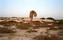 Boa Vista landscape.