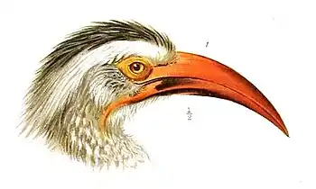 Male head in profileT. r. rufirostris