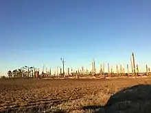 Image 10Trees that were completely debarked and denuded near Buckeye, Arkansas. (from Tornado outbreak of December 10–11, 2021)