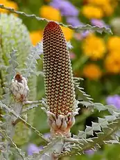 An opening inflorescence bud at left, that will develop like the one to its right