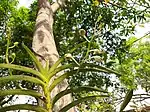 Buds of Vanda tessellata