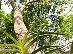 Young buds of Vanda tessellata