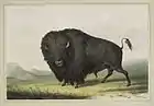 Buffalo Bull Grazing, lithograph, 1845