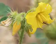 S. rostratum flower