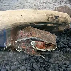 A Japanese common toad