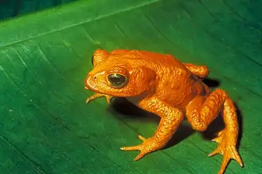 Image 10Golden toadPhoto: Charles H. Smith, USFWSThe golden toad (Bufo periglenes) is an extinct species of true toad that was once abundant in a small region of high-altitude cloud-covered tropical forests, about 30 km2 (12 sq mi) in area, above the city of Monteverde, Costa Rica. The last reported sighting of a golden toad was on 15 May 1989. Its sudden extinction may have been caused by chytrid fungus and extensive habitat loss.More selected pictures