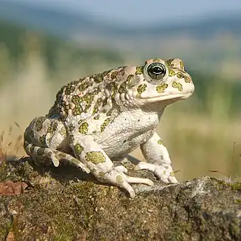 Image 8Balearic green toadPhotograph: Richard BartzA female Balearic green toad (Bufo balearicus), a lowland species of toad native to Italy.More selected pictures