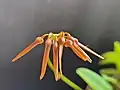 Bulbophyllum hirundinis var. calvum