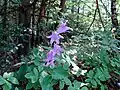 Forest flower in Bulgarka Nature Park