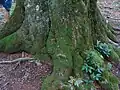 The roots of the centuries-old beech tree in Bulgarka Nature Park