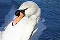 Mute swan