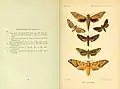 Book page showing watercolour plate of moth specimens