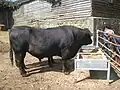 Bull is currently eating.