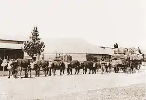 Image 43A bullock team hauling wool in Australia (from Transport)