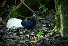 Photo of a large black bird with a bushy white tail, red legs and feet and bright blue head and throat wattles