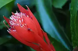 Billbergia pyramidalis