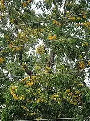 Padauk flowers during Thingyan