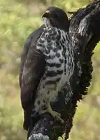 Mountain buzzard